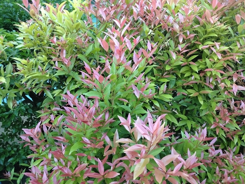 Syzygium myrtifolium