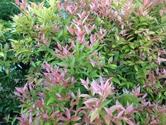 Syzygium myrtifolium