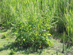 Rumex confertus