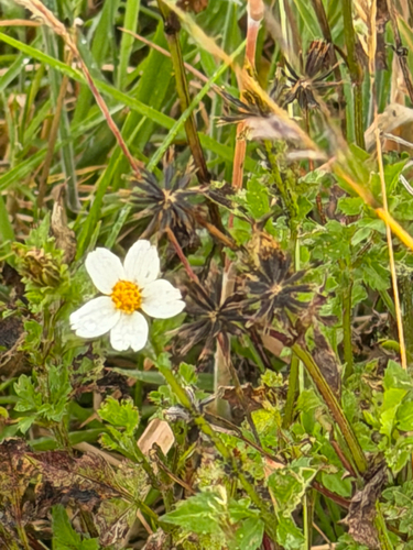 Bidens pilosa observed 2026-06-30