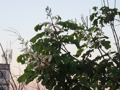 Mimosa caesalpiniifolia