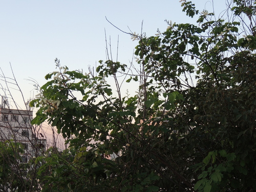 Mimosa caesalpiniifolia, photograph 1