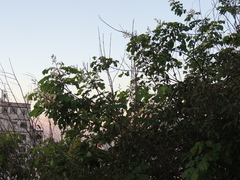 (c) Paulo Nogueira, some rights reserved (CC BY) Mimosa caesalpiniifolia, photograph (c) Paulo Nogueira, some rights reserved (CC BY)