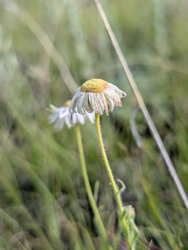 Erigeron pumilus, 2026-07-02