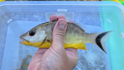 Lunartail snapper (Lutjanus lunulatus) — Lutjanidae — 2