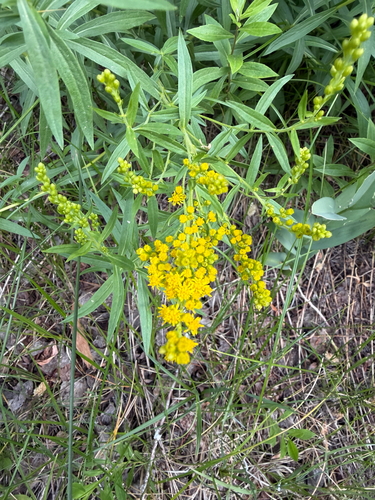 iNaturalist observation photo of goldenrods