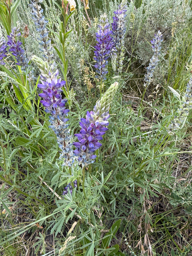 iNaturalist observation photo of Dwarf Lupine