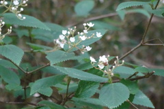 Viburnum erosum