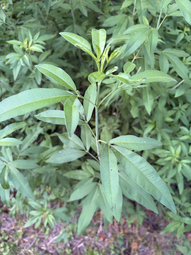 Coreopsis tripteris