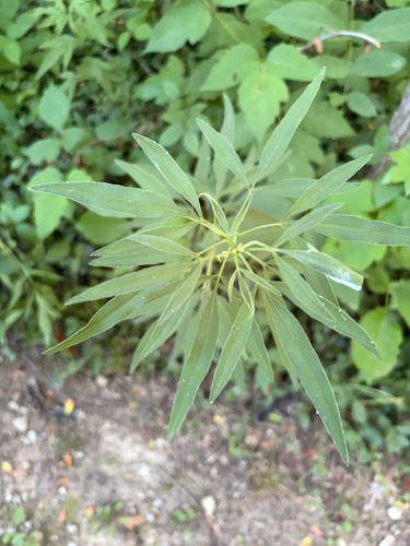 Coreopsis tripteris