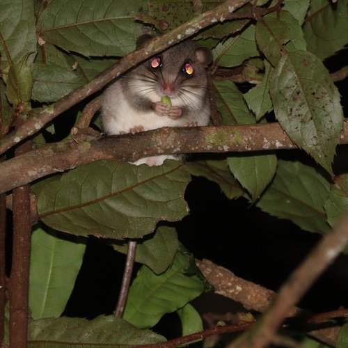 Chestnut Pogonomys