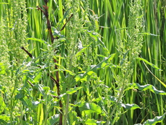 Rumex confertus