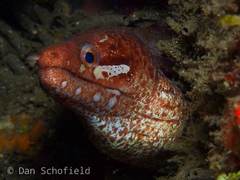 Gymnothorax zonipectis