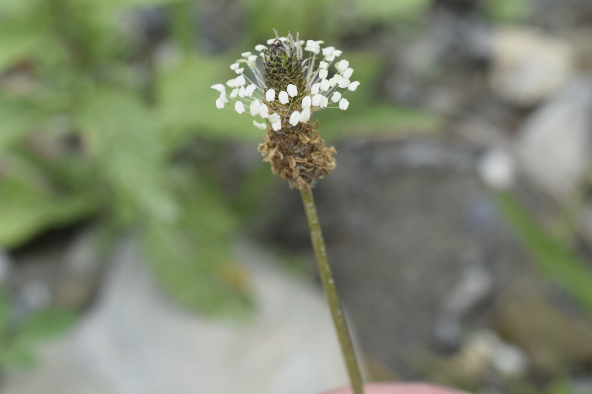 Plantago image