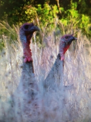 Meleagris gallopavo intermedia