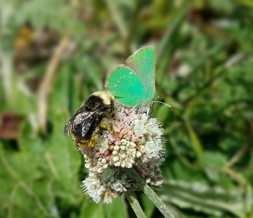 Coastal Green Hairstreak photo 2