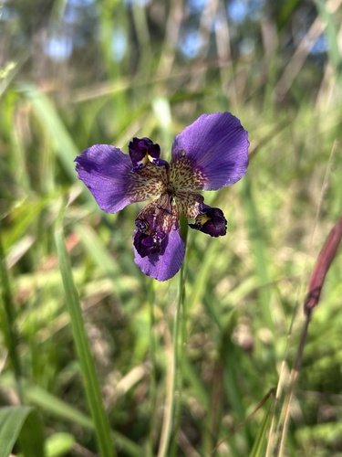 Purple Pleatleaf
