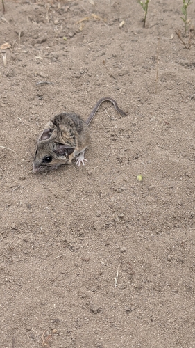 Peromyscus californicus, 2026-07-02