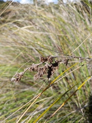 Gahnia trifida
