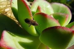 Rhypodes