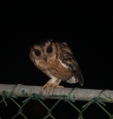 Otus bakkamoena