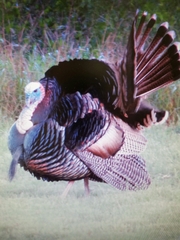 Meleagris gallopavo intermedia