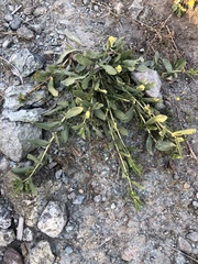 Grindelia stricta platyphylla