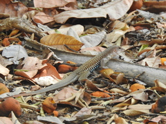 Aspidoscelis motaguae