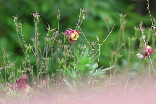 Aquilegia oxysepala, 2026-07-01
