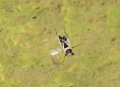 Xanthochilus saturnius