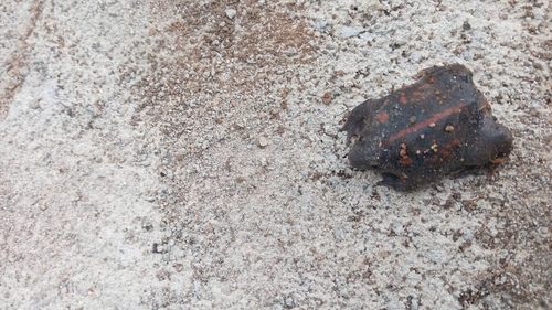 Mexican Burrowing Toad (Rhinophrynus dorsalis)