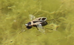 Xanthochilus saturnius