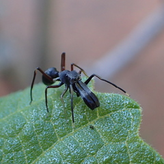 Myrmarachne macaulayi