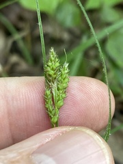 Carex hirsutella