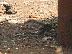 Aspidoscelis motaguae