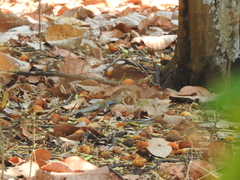 Aspidoscelis motaguae