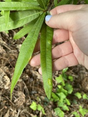Taphrina caerulescens