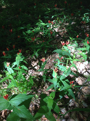 Spigelia marilandica