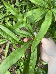 Taphrina caerulescens