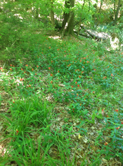 Spigelia marilandica