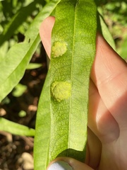 Taphrina caerulescens
