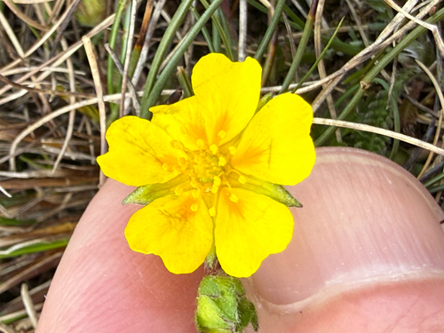 Potentilla crantzii, photograph 3