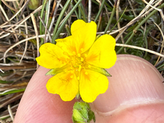 Potentilla crantzii, photograph (c) Patrice Dupont, some rights reserved (CC BY)