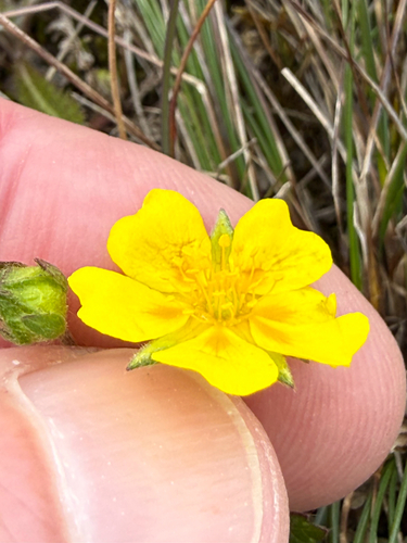 Potentilla crantzii, photograph 4
