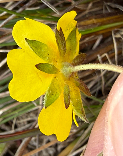Potentilla crantzii, photograph 5