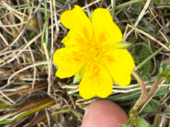 Potentilla crantzii, photograph (c) Patrice Dupont, some rights reserved (CC BY)
