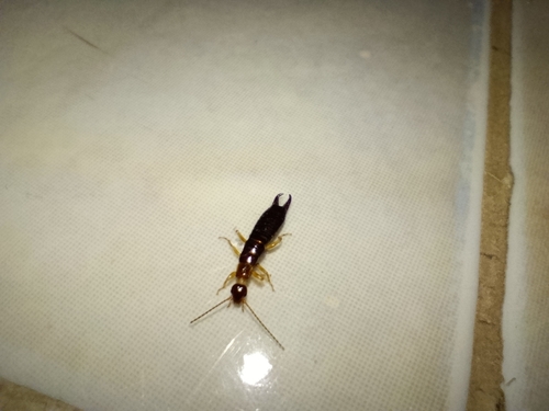 Ring-legged Earwig
