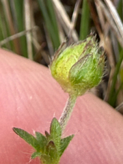 Potentilla crantzii, photograph (c) Patrice Dupont, some rights reserved (CC BY)