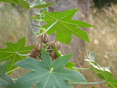 Ricinus communis