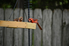 Cardinalis cardinalis